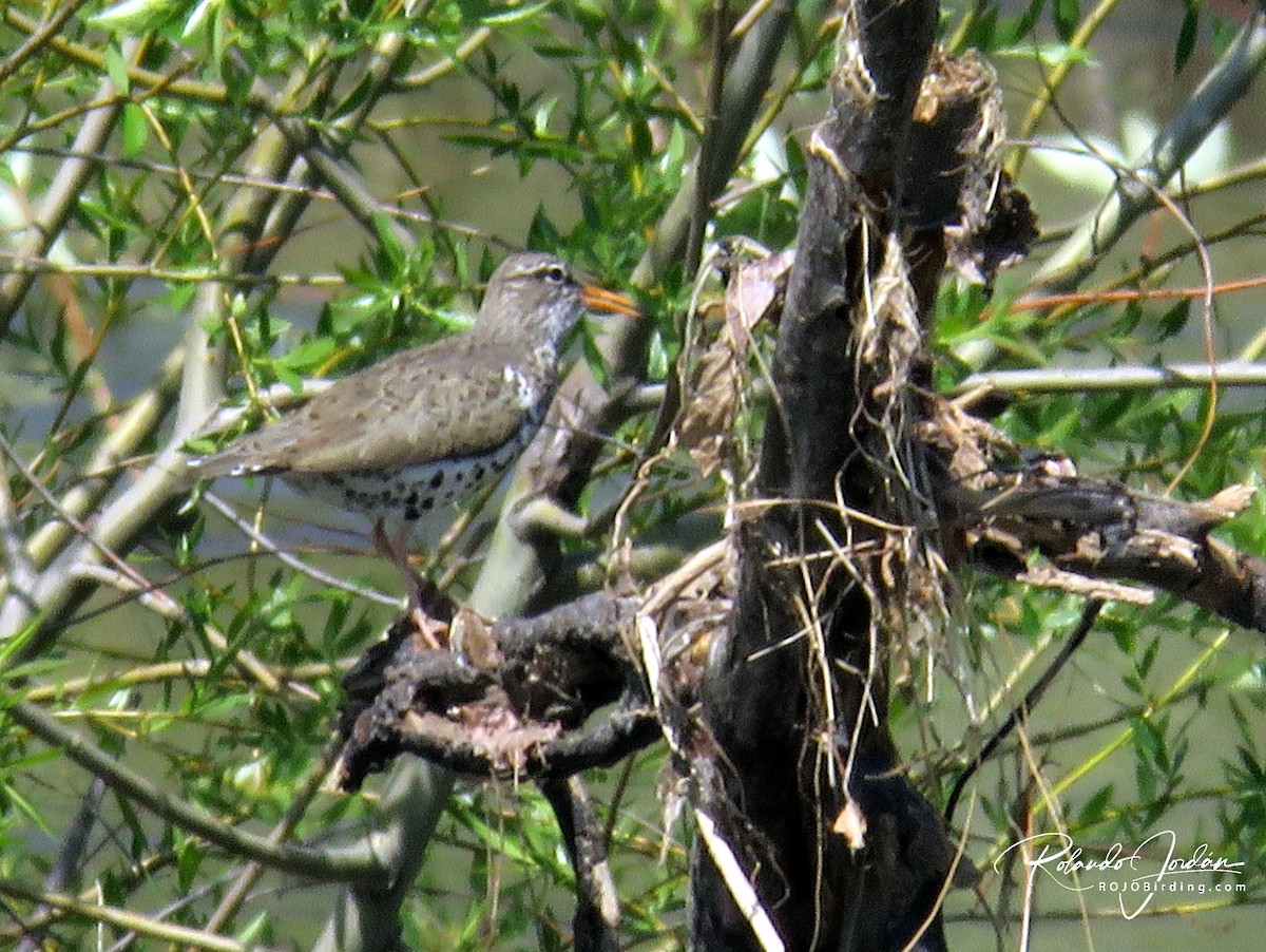 Spotted Sandpiper - ML578886211