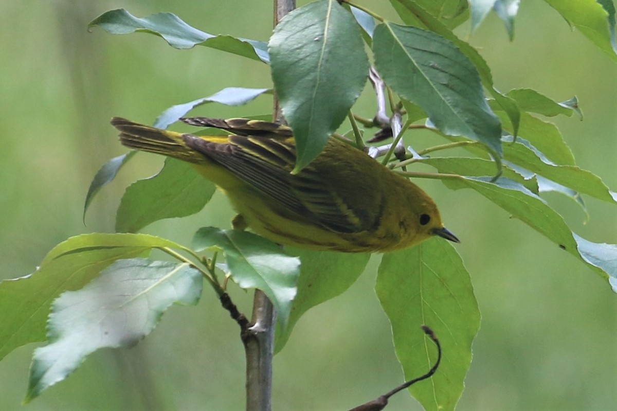 Paruline jaune - ML578887141