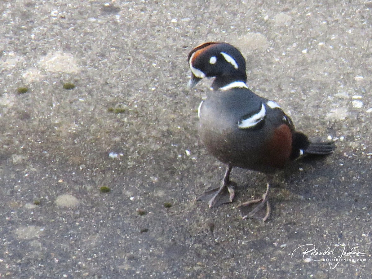 Harlequin Duck - ML578887161