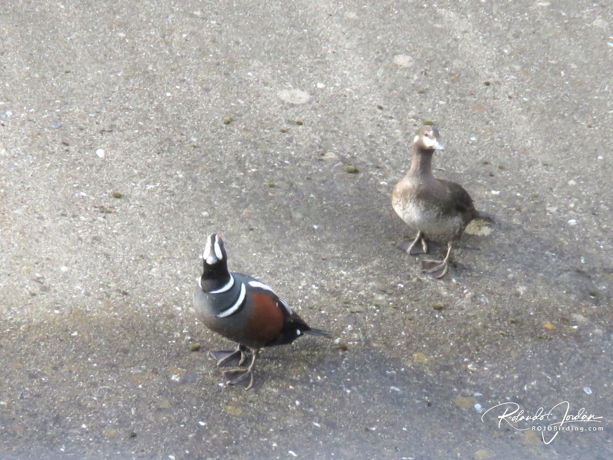 Harlequin Duck - ML578887191