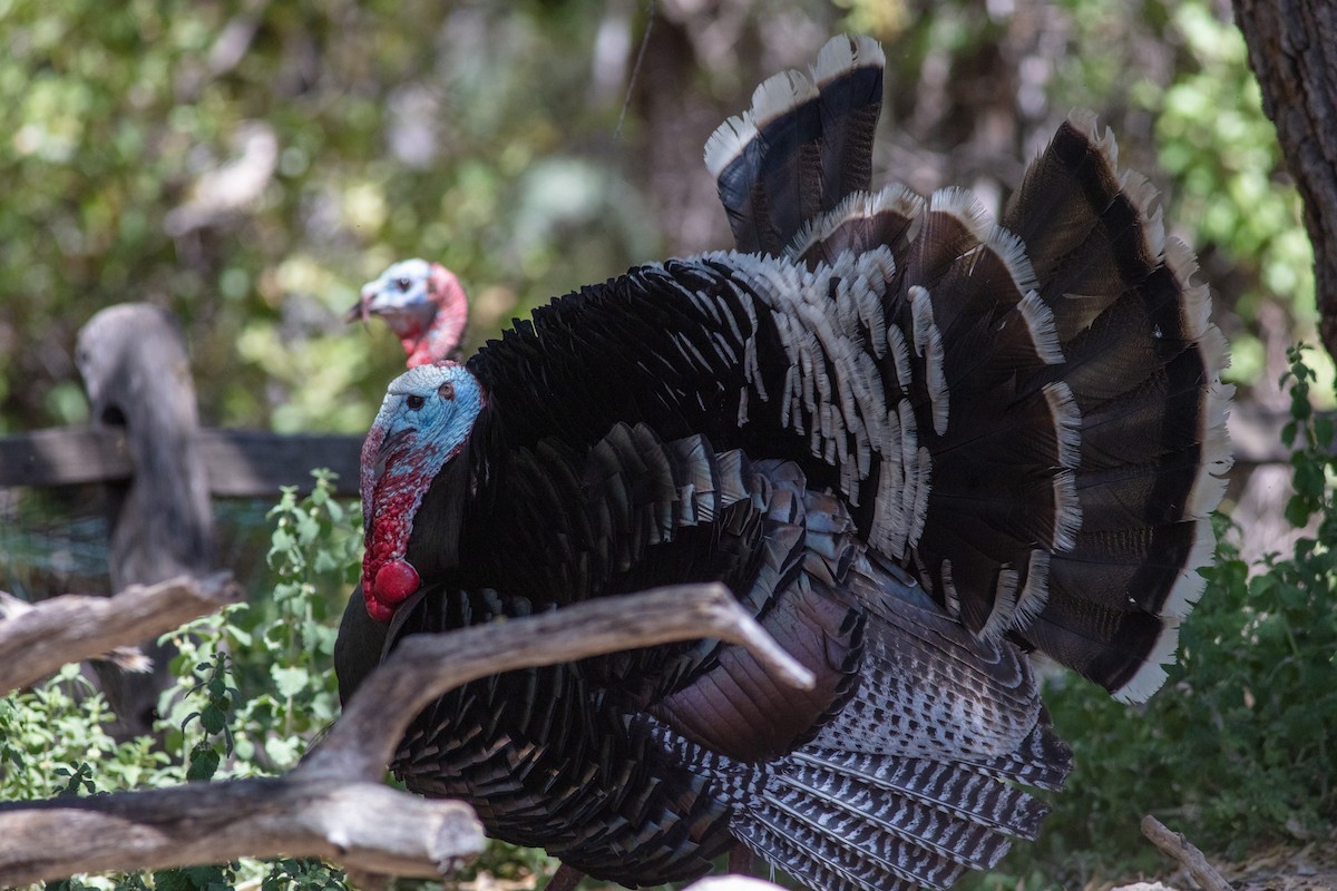 Wild Turkey - ML578888421