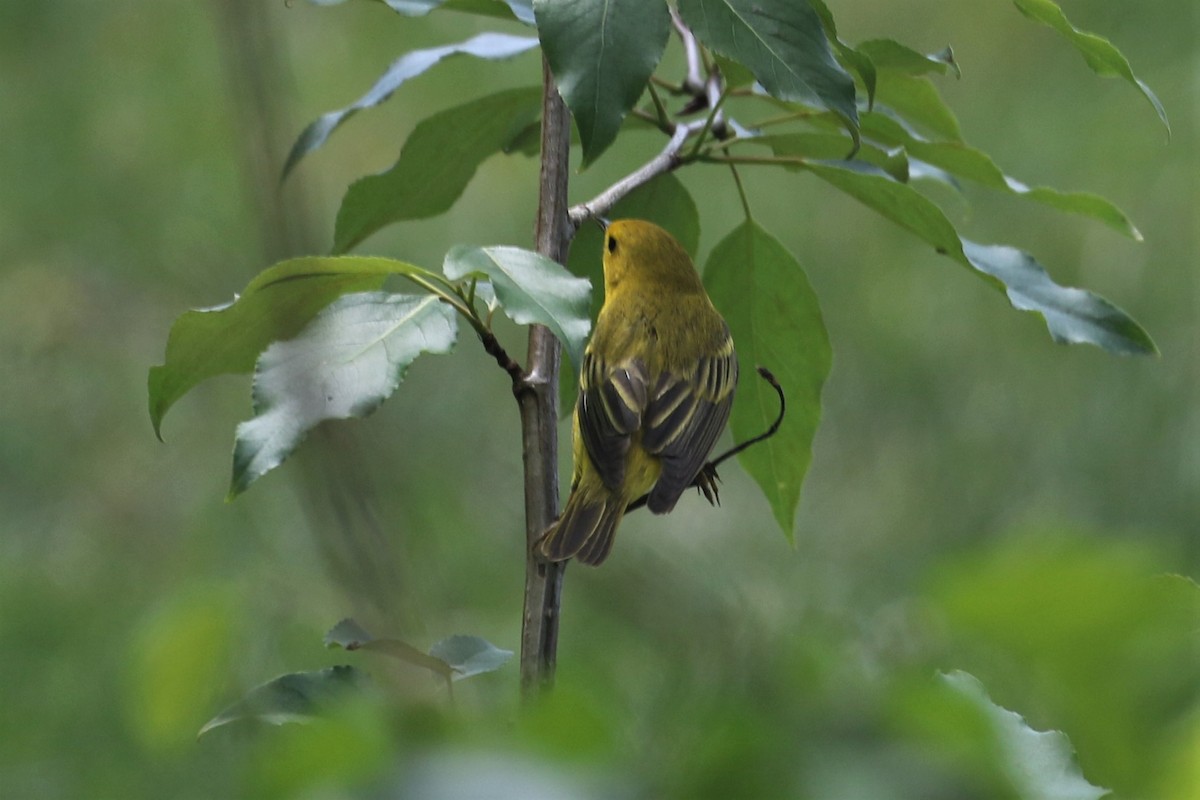 Yellow Warbler - ML578888441