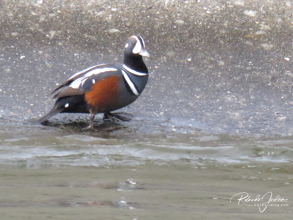 Harlequin Duck - ML578888481