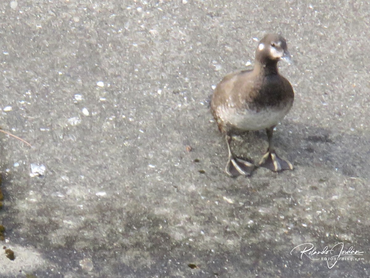 Harlequin Duck - ML578888491