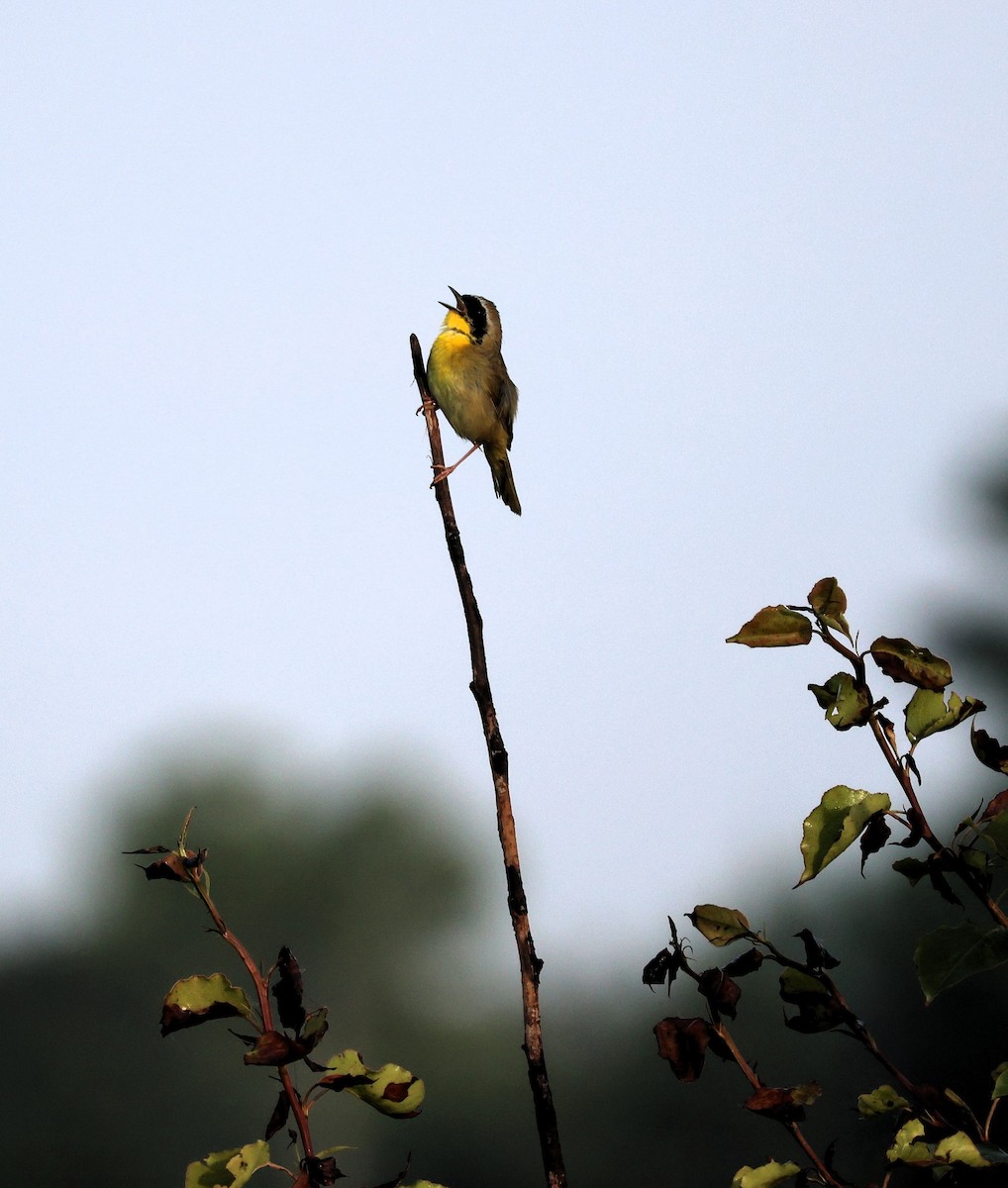 Common Yellowthroat - ML578888861