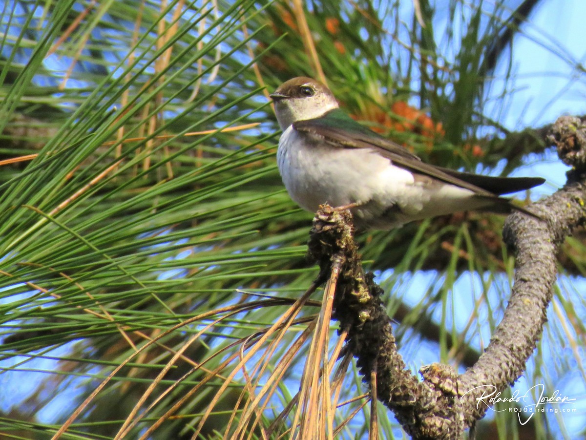Violet-green Swallow - ML578889541