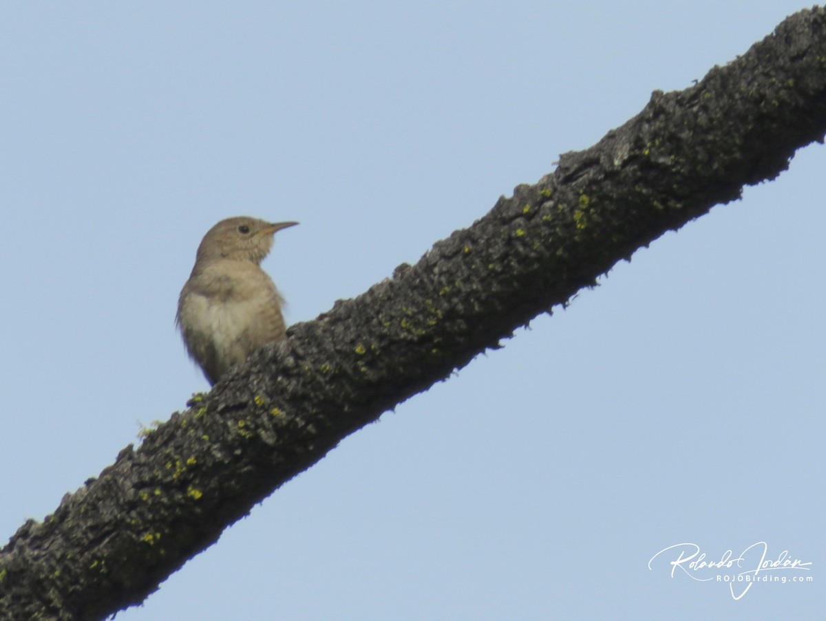 Northern House Wren - ML578889941