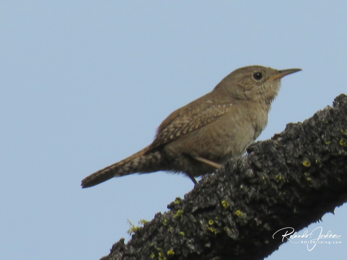 Northern House Wren - ML578889951