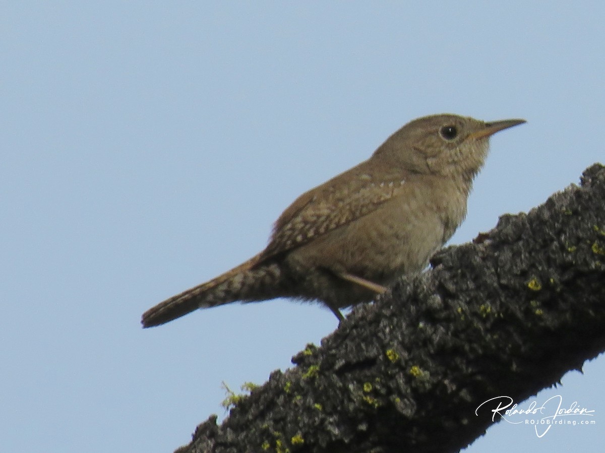 House Wren - ML578889951