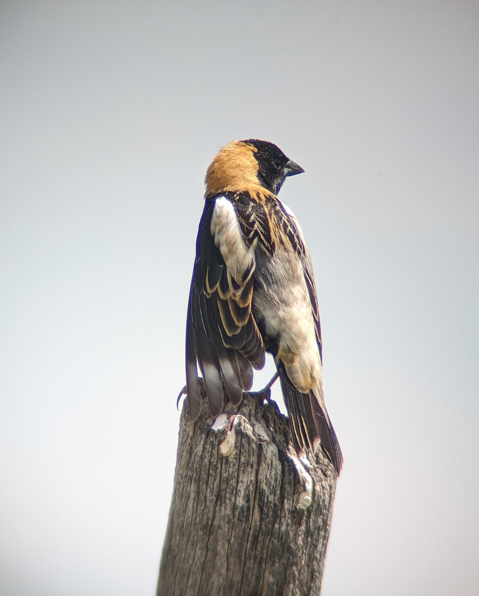 Bobolink - ML578890271