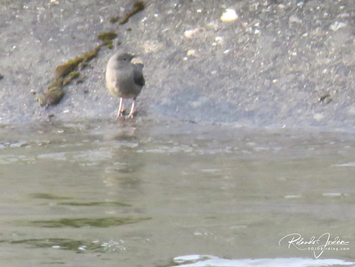 American Dipper - ML578890321