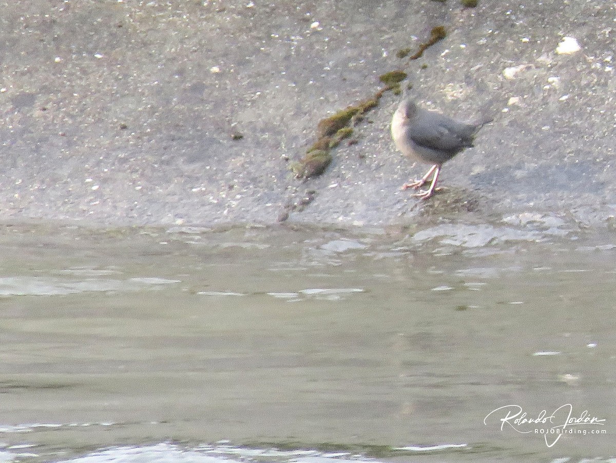American Dipper - ML578890341