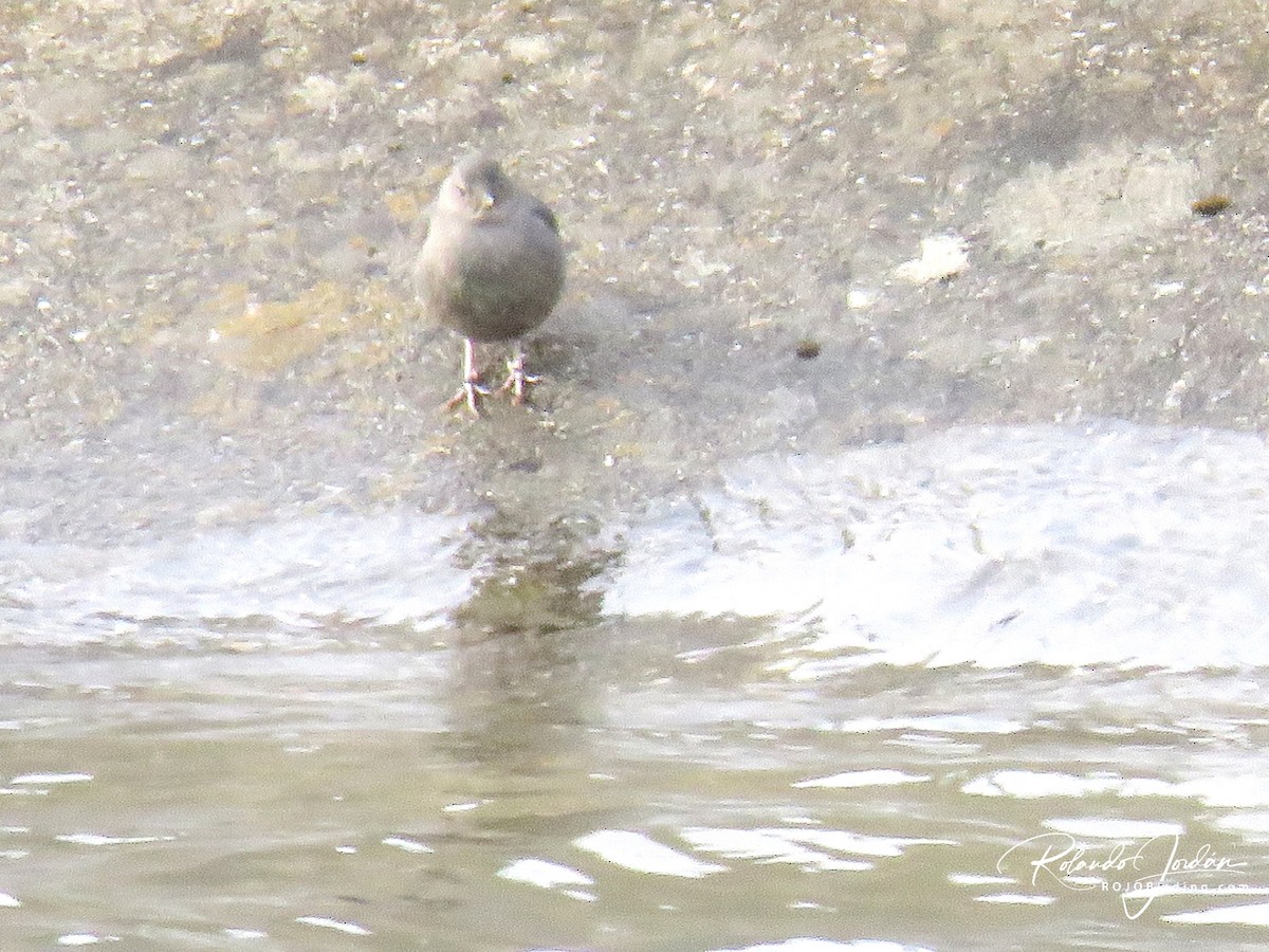 American Dipper - ML578890351