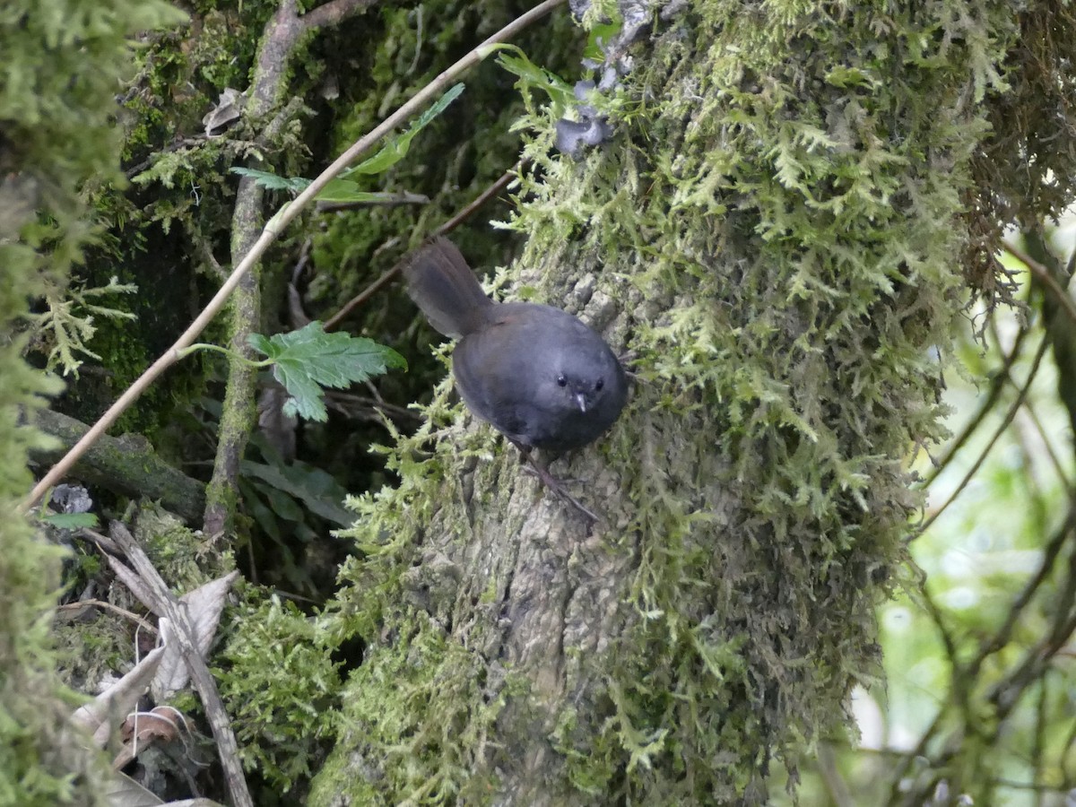 Paramo Tapaculo - ML578890701