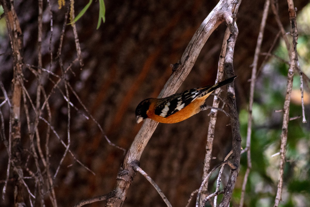 Black-headed Grosbeak - ML578890791