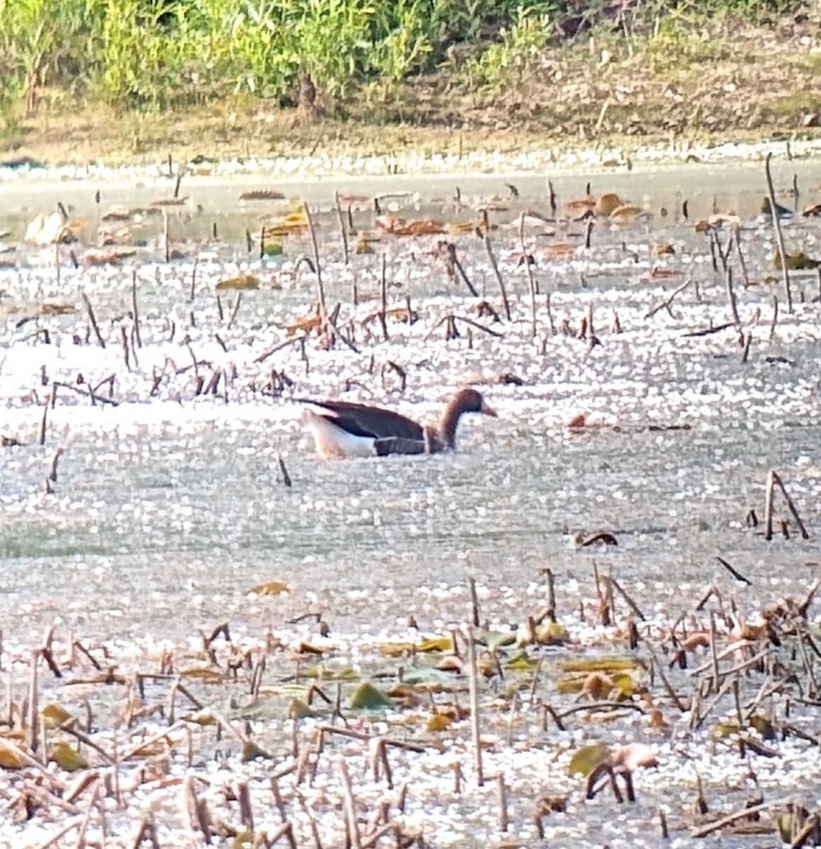 Domestic goose sp. (Domestic type) - ML578891201