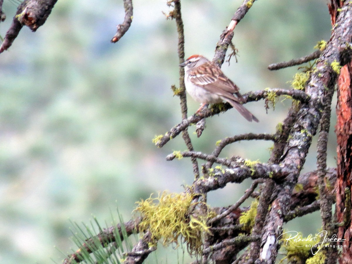 Chipping Sparrow - ML578891341