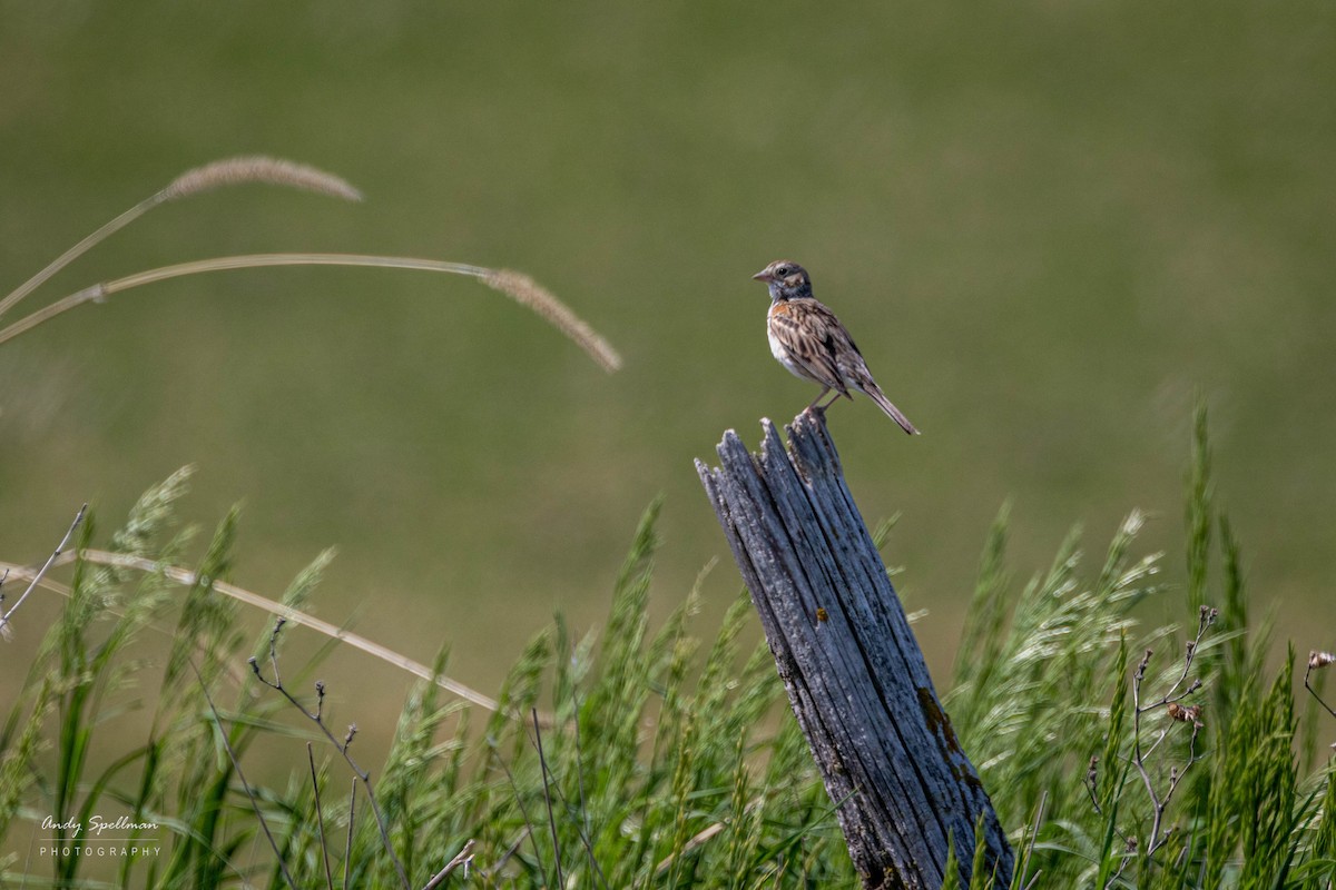 Vesper Sparrow - ML578892401