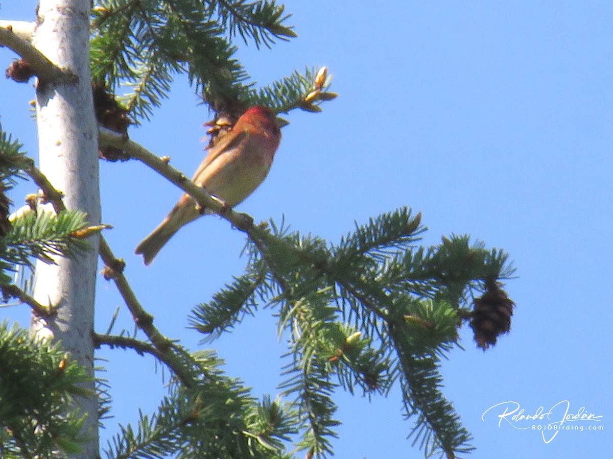 Cassin's Finch - ML578892991