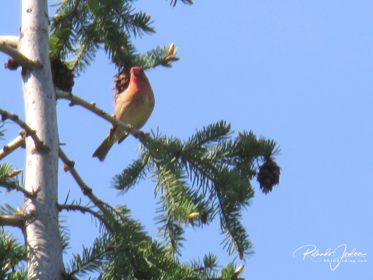 Cassin's Finch - ML578893001