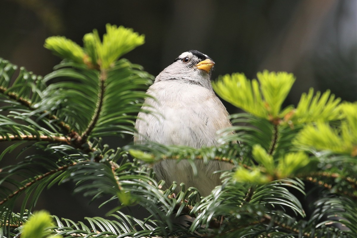 White-crowned Sparrow - ML578893311
