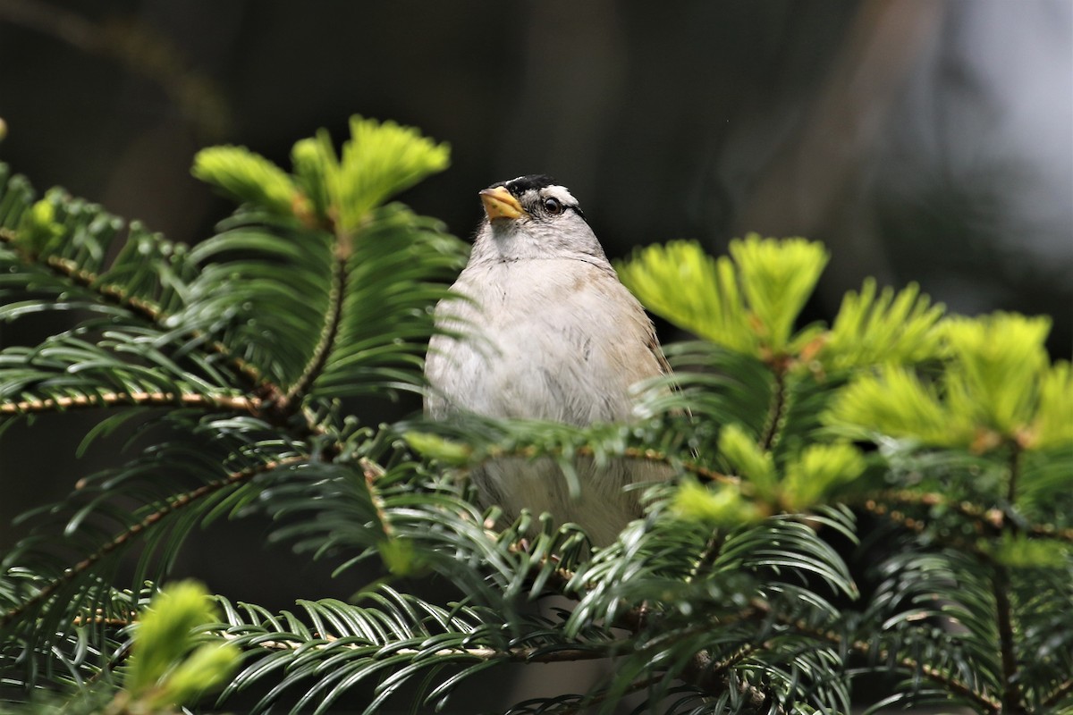 White-crowned Sparrow - ML578893471