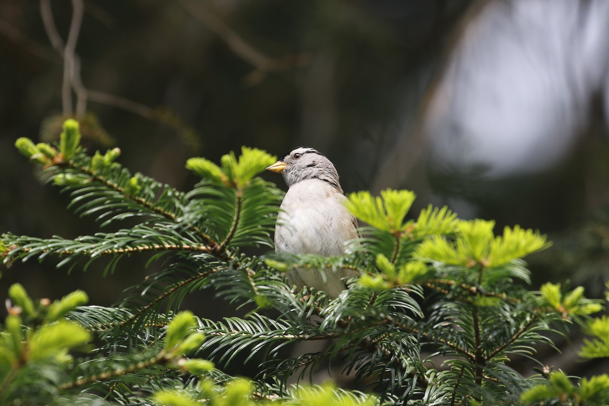 White-crowned Sparrow - ML578893671