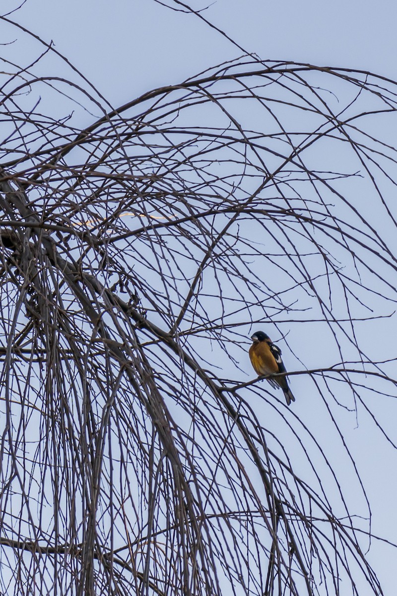 Black-headed Grosbeak - ML578894221