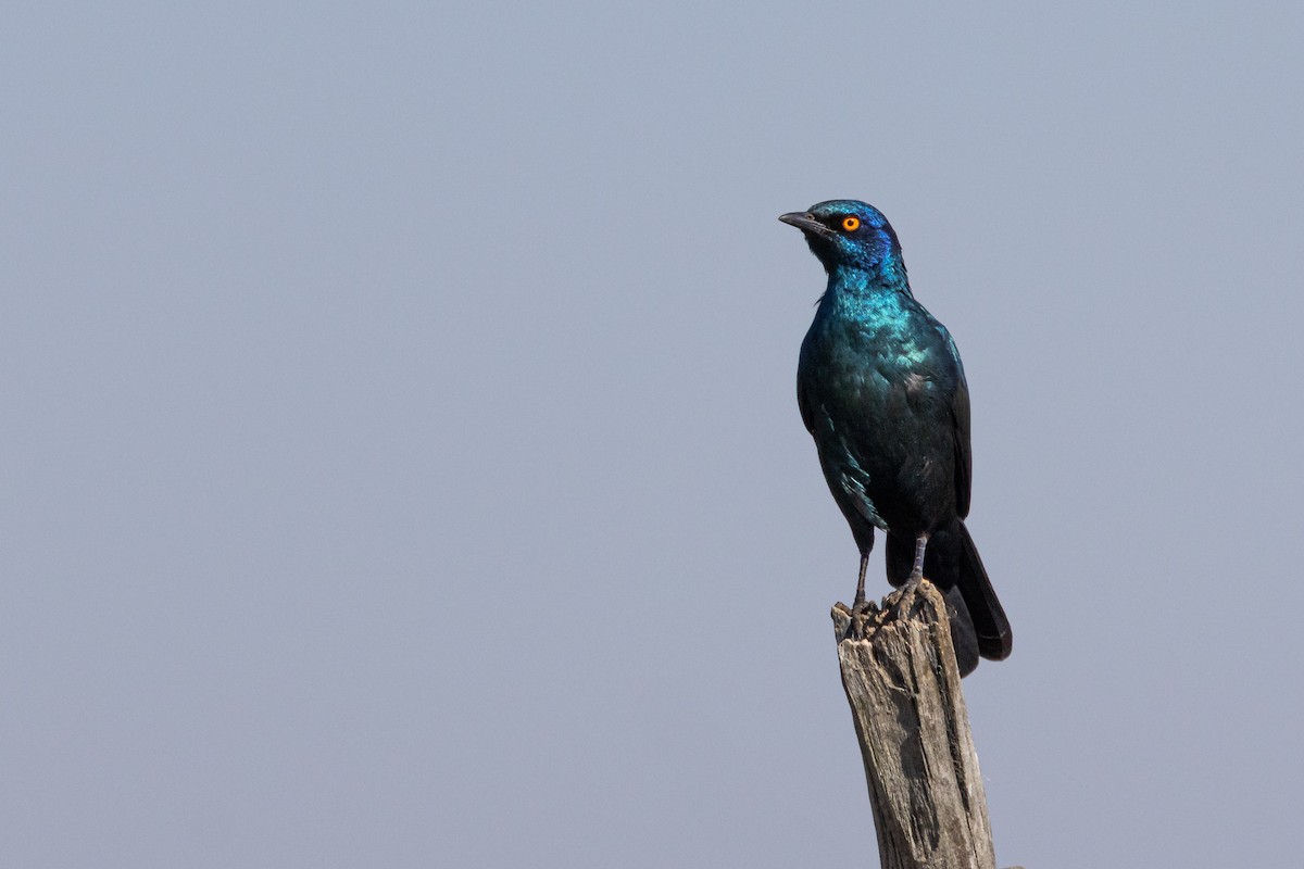 Cape Starling - Jim Hoover