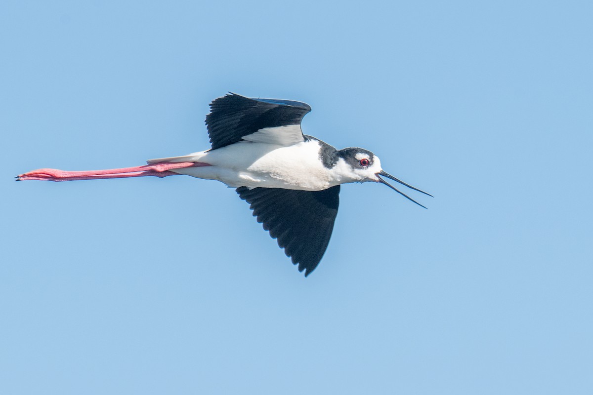 Black-necked Stilt - ML578896131