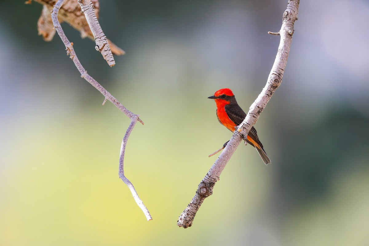 Vermilion Flycatcher - Scott Carpenter