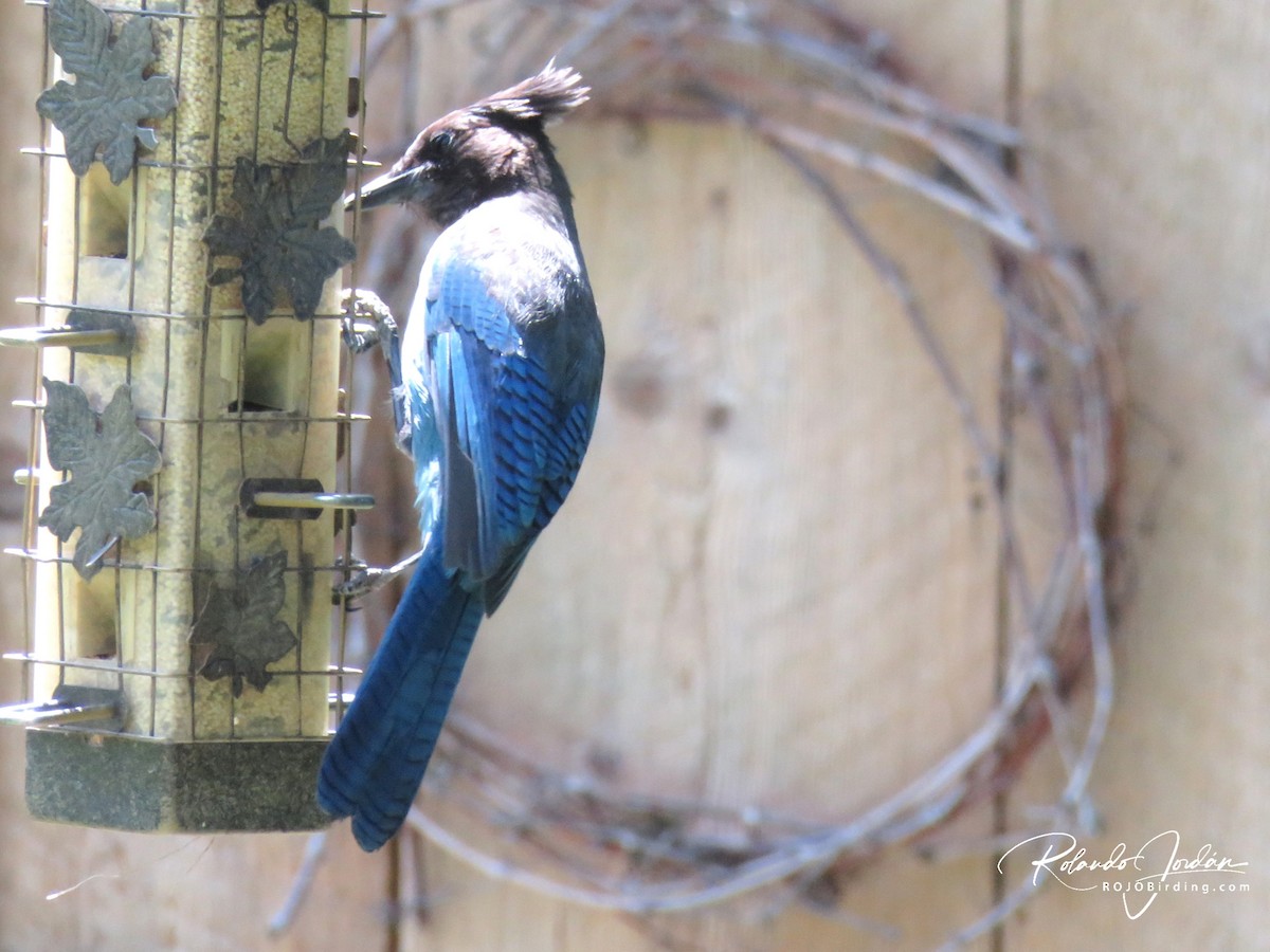 Steller's Jay - ML578896911