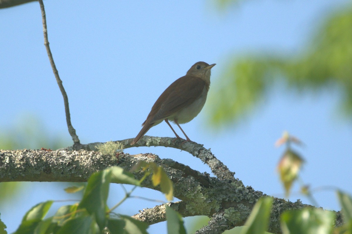 Veery - Brian McKay