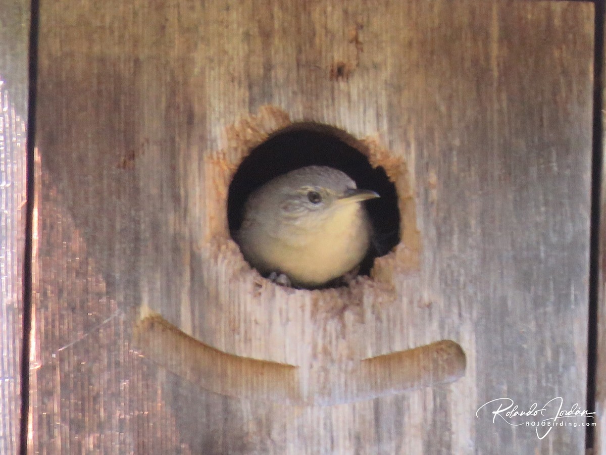 Northern House Wren - ML578897531