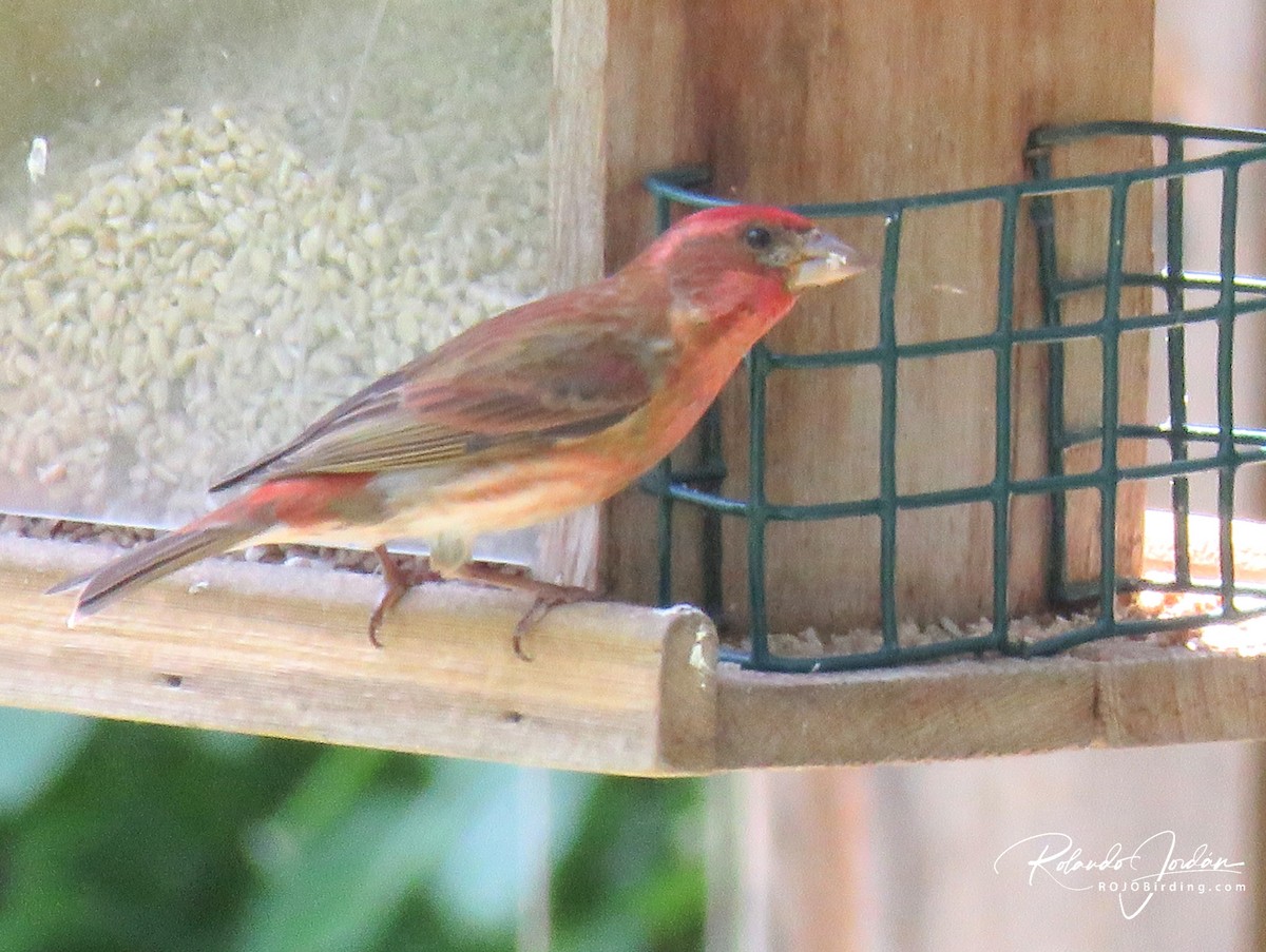 Purple Finch - ML578897741