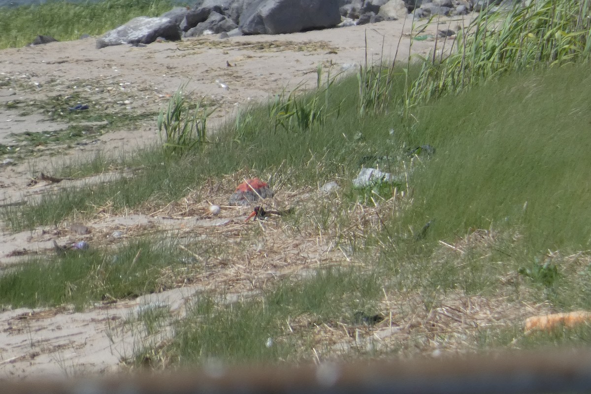 American Oystercatcher - ML578897971