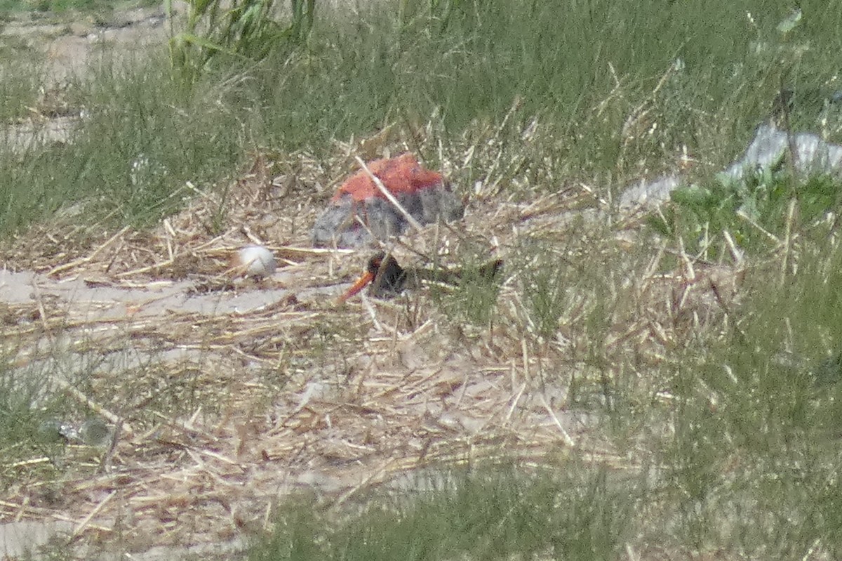 American Oystercatcher - ML578898011