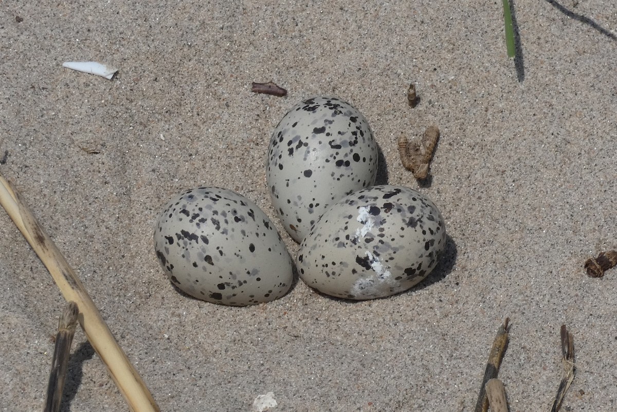 American Oystercatcher - ML578898081