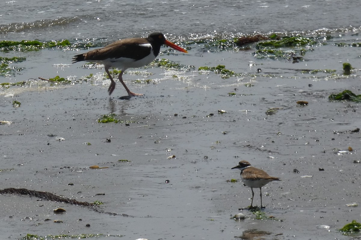 American Oystercatcher - ML578898171