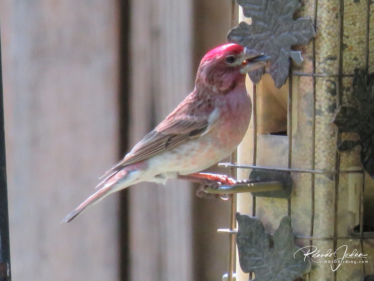 Cassin's Finch - ML578898341
