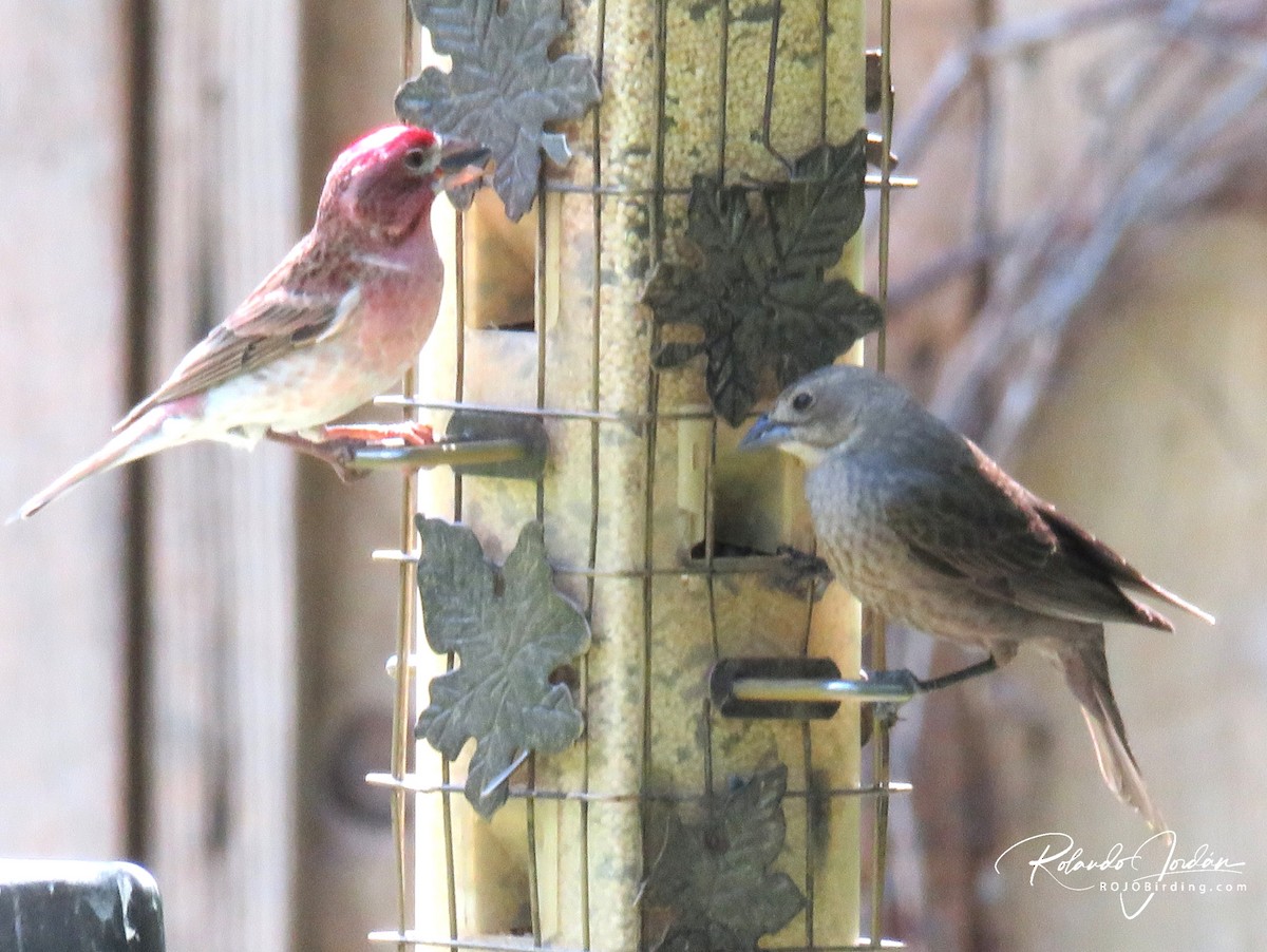 Cassin's Finch - ML578898361
