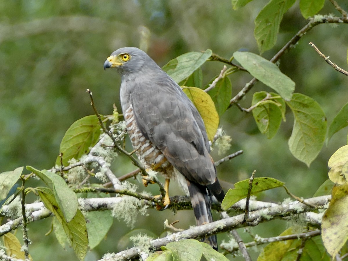 Roadside Hawk - ML578900181