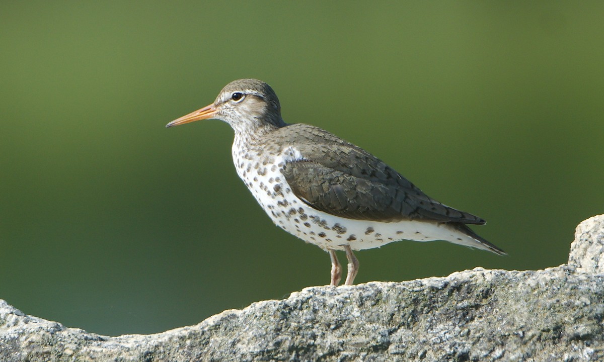 Spotted Sandpiper - ML578900271