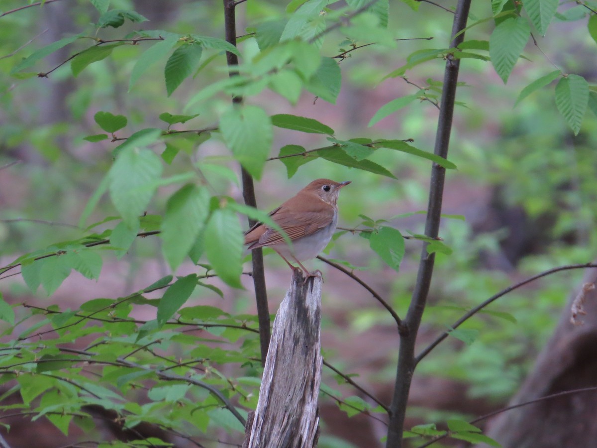 Zorzalito Rojizo - ML578900341