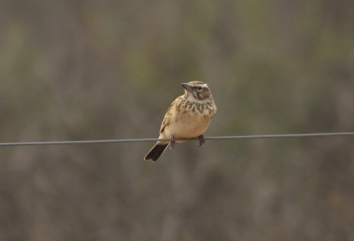 Red Lark - ML578900511