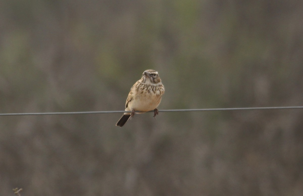 Red Lark - ML578900521