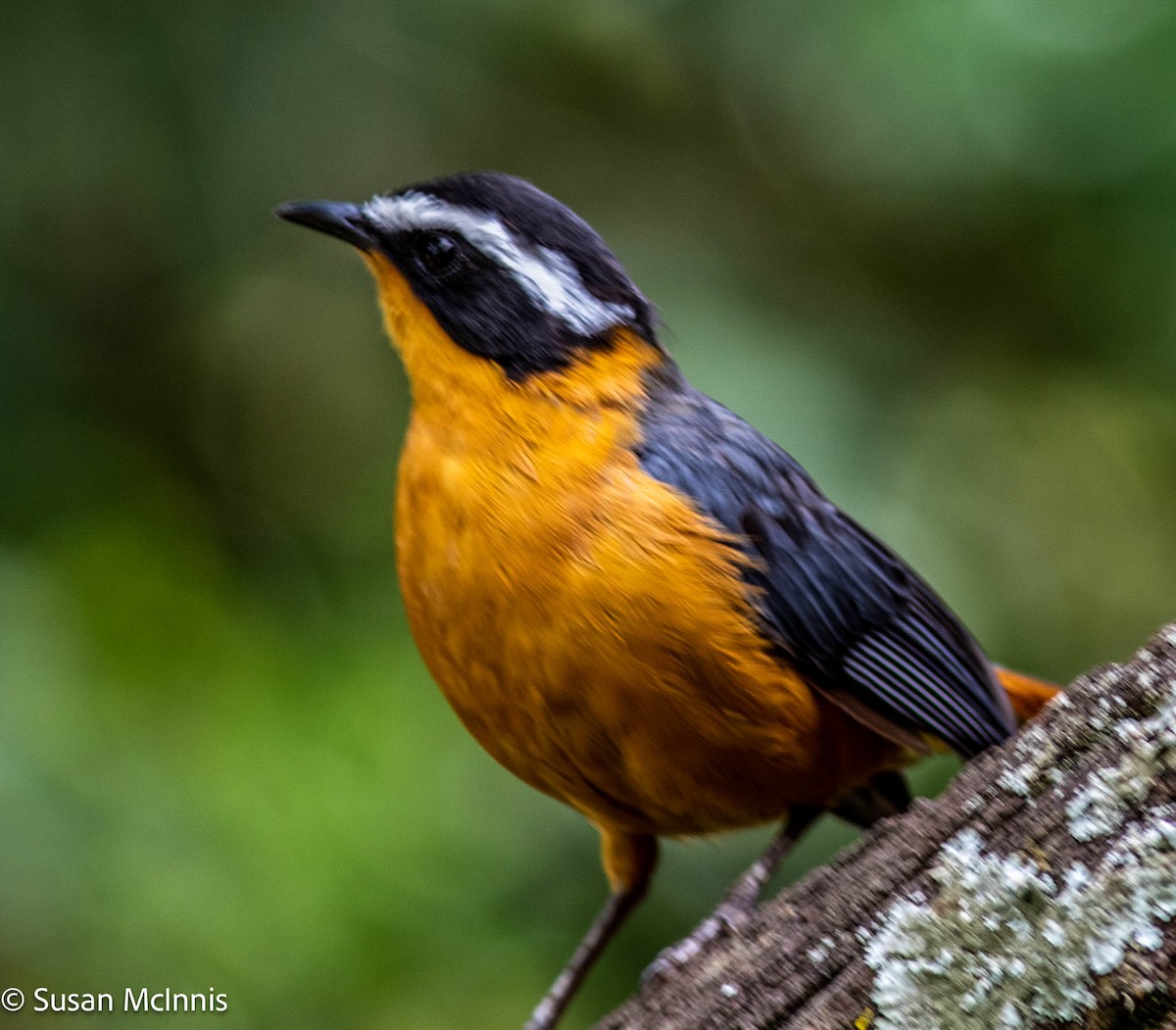 White-browed Robin-Chat - ML578900751