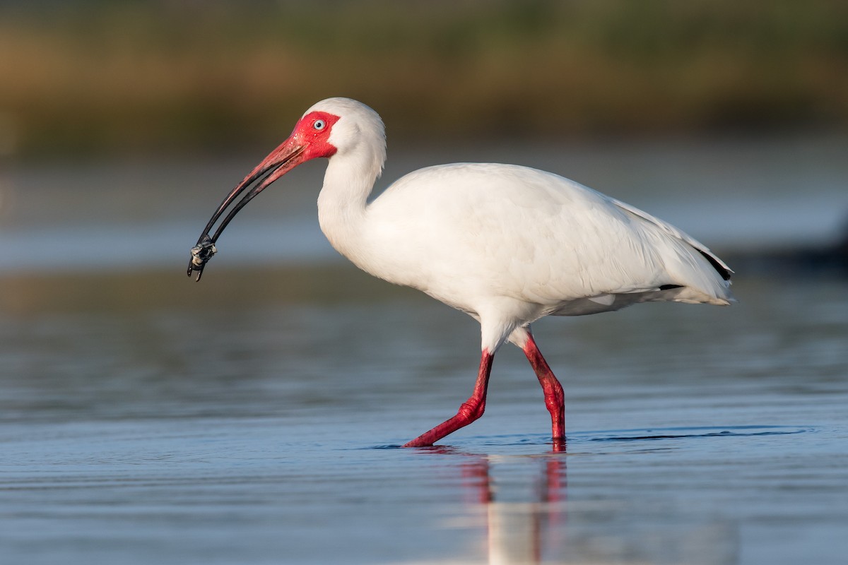 White Ibis - Melissa James