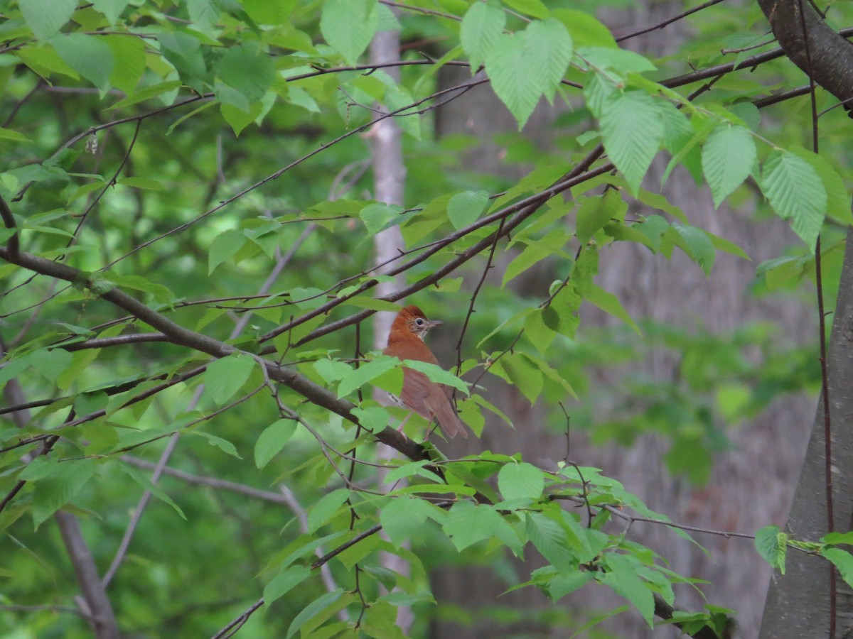 Wood Thrush - ML578901821