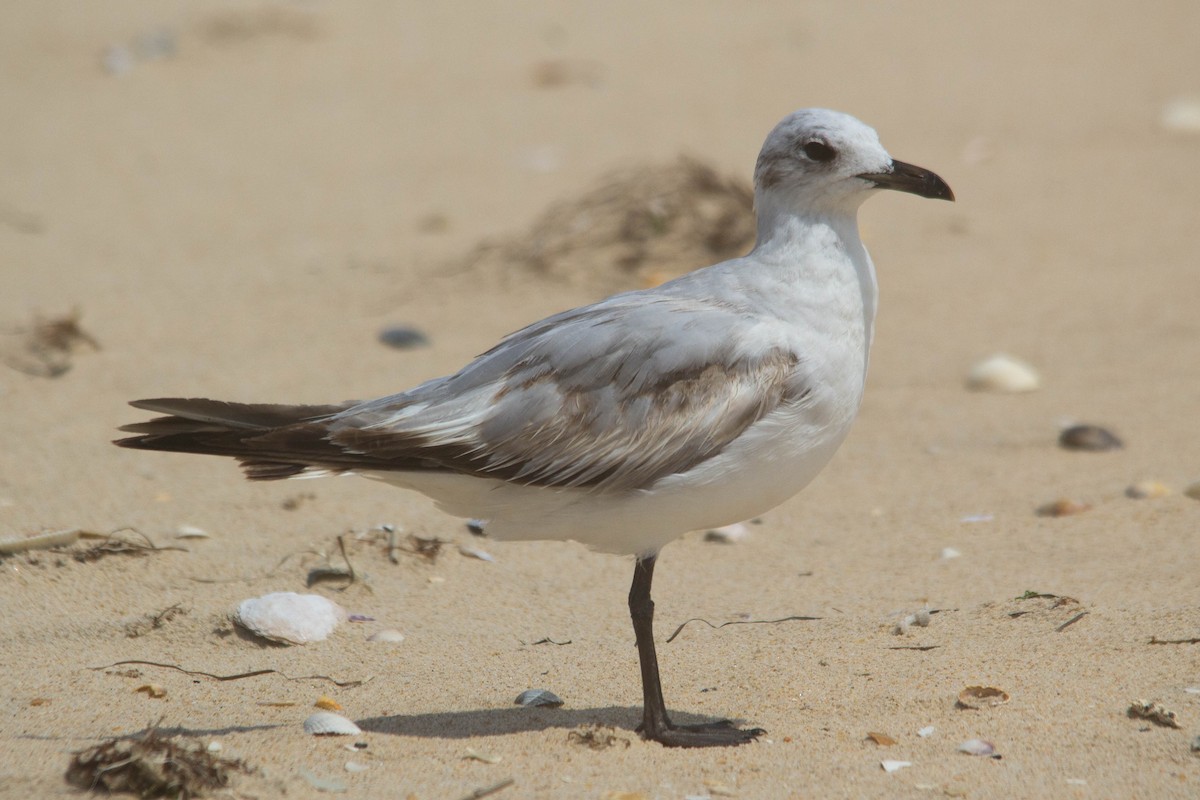 Mouette mélanocéphale - ML578902041